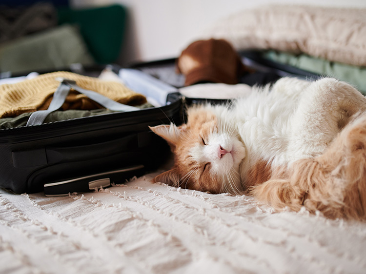 kot przy walizce